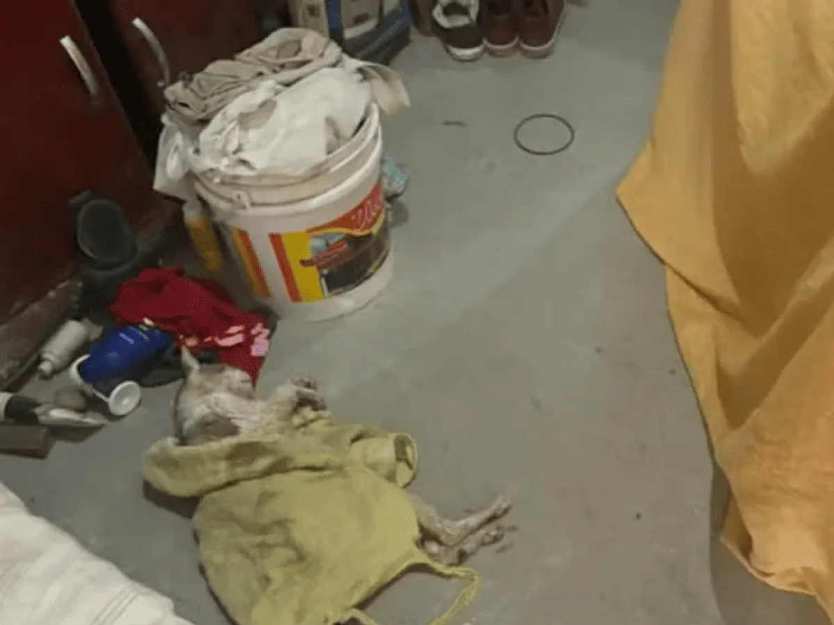 MPSP investiga suspeitos por esquema clandestino de venda de sangue de gato