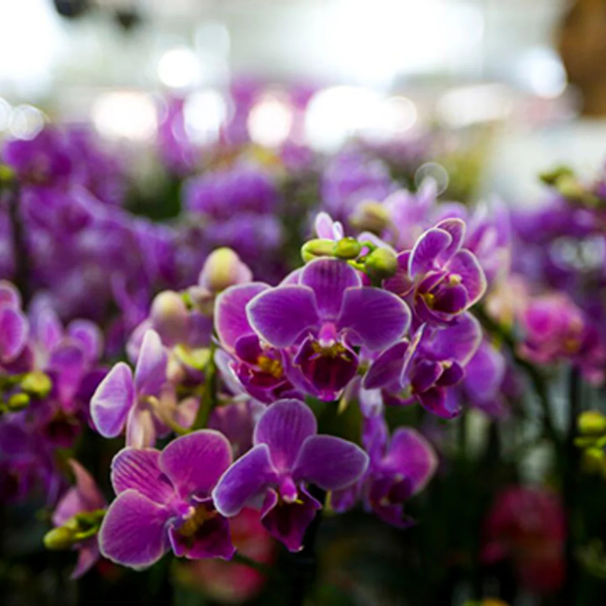 Três dicas de um botânico para cultivar orquídeas e fazê-las durar por anos