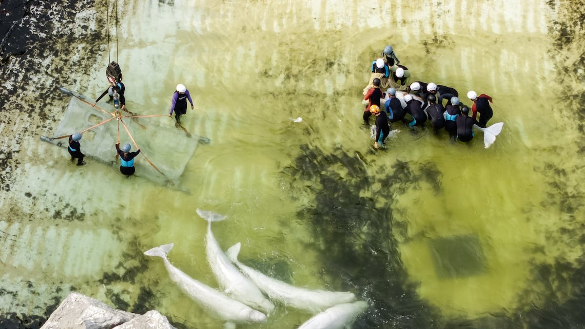 Third Marineland beluga dies after moves, this time in Spain