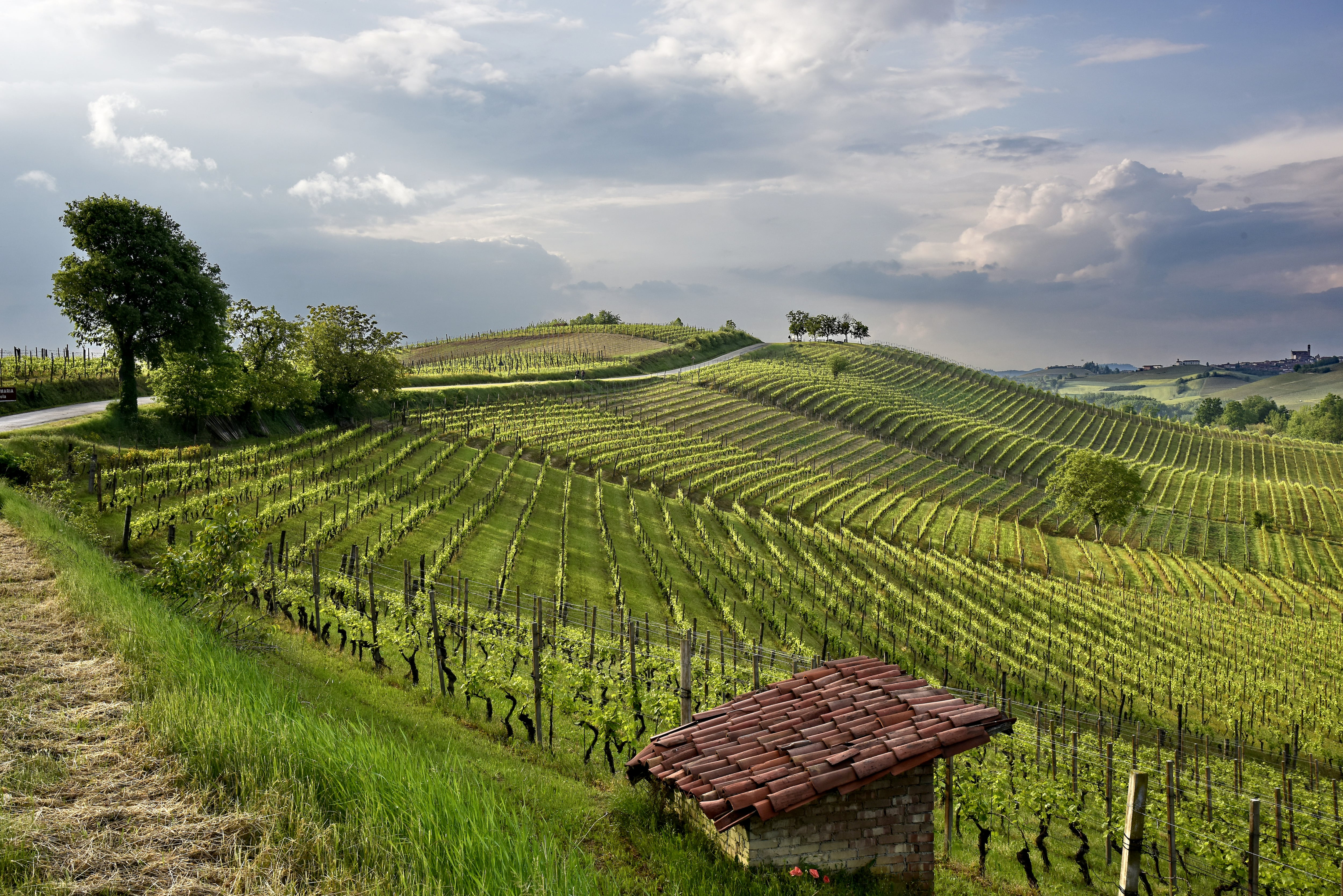Barbera celebra boa safra, mas acende alerta sobre o futuro do vinho italiano
