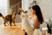 Não é só estética: cortar unha dos pets evita doenças graves e machucados