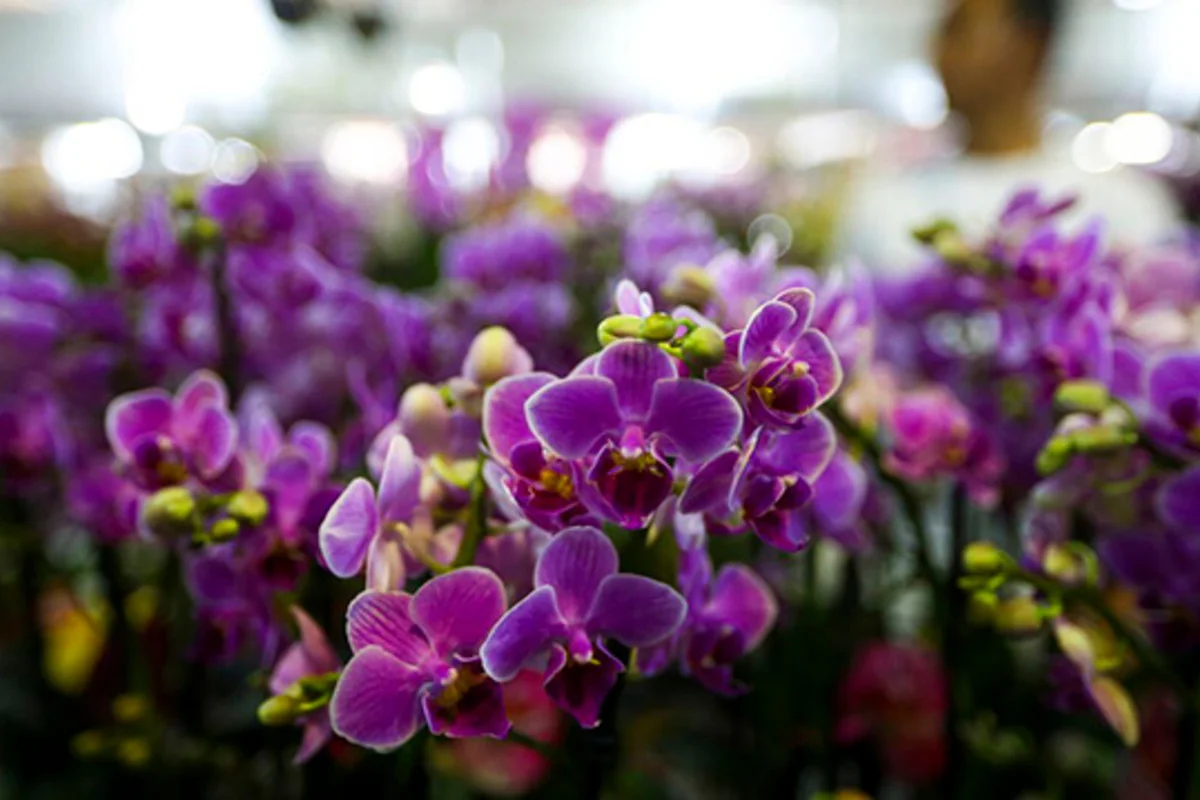 Três dicas de um botânico para cultivar orquídeas e fazê-las durar por anos