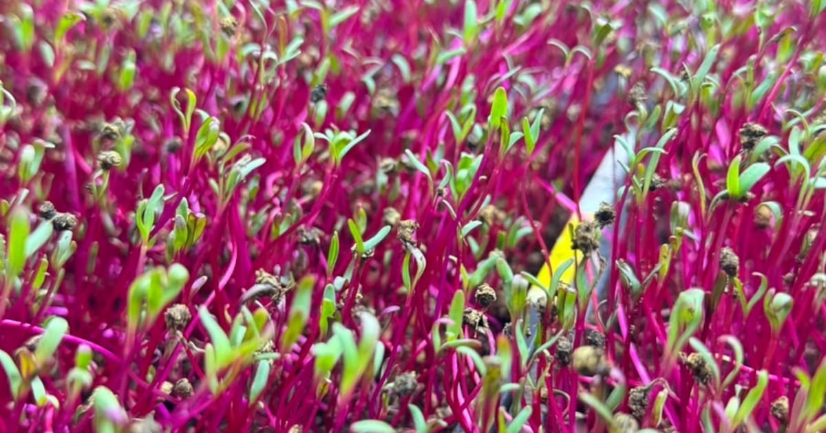 Entrei na fazenda cor-de-rosa que cultiva verduras em São Paulo