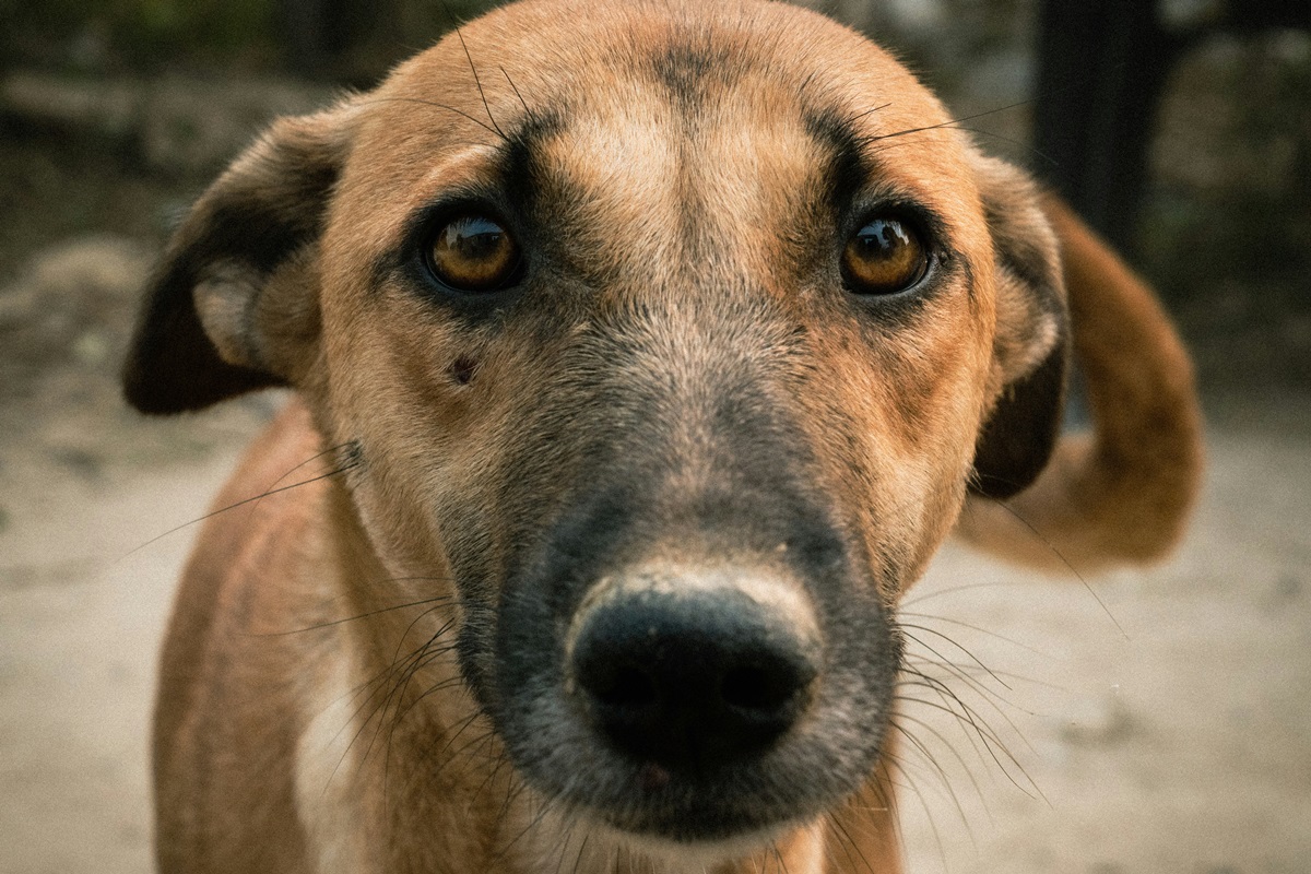 Não é só estética: cortar unha dos pets evita doenças graves e machucados