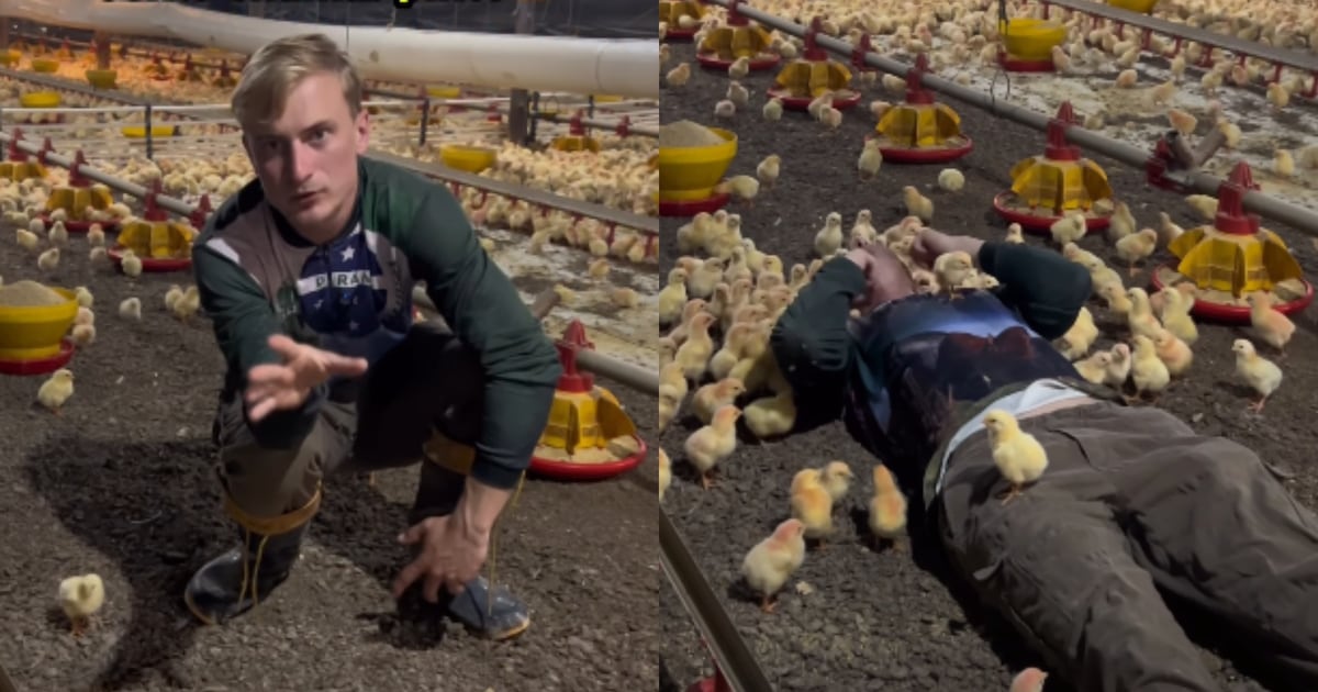 Agroboy viraliza com tutorial para chamar pintinhos na roça