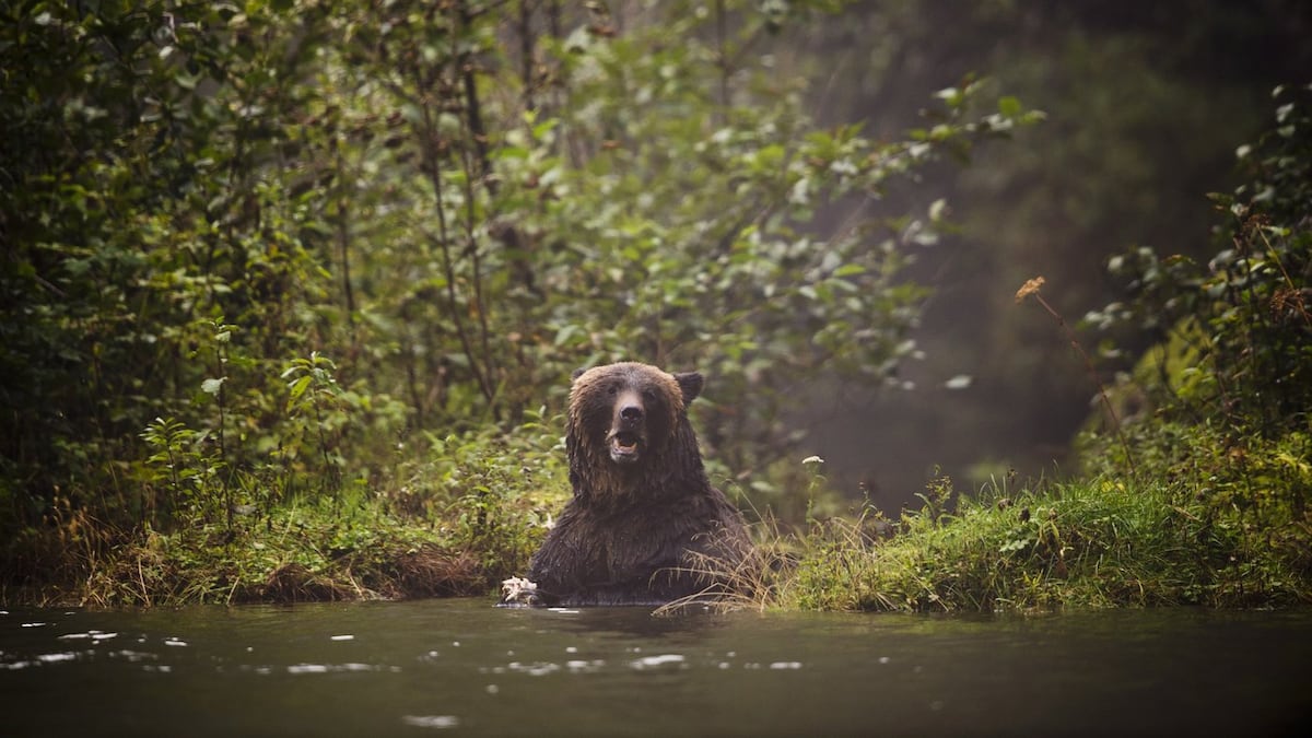 ‘Several grizzly bears’ spotted on Sunshine Coast, conservation officers warn