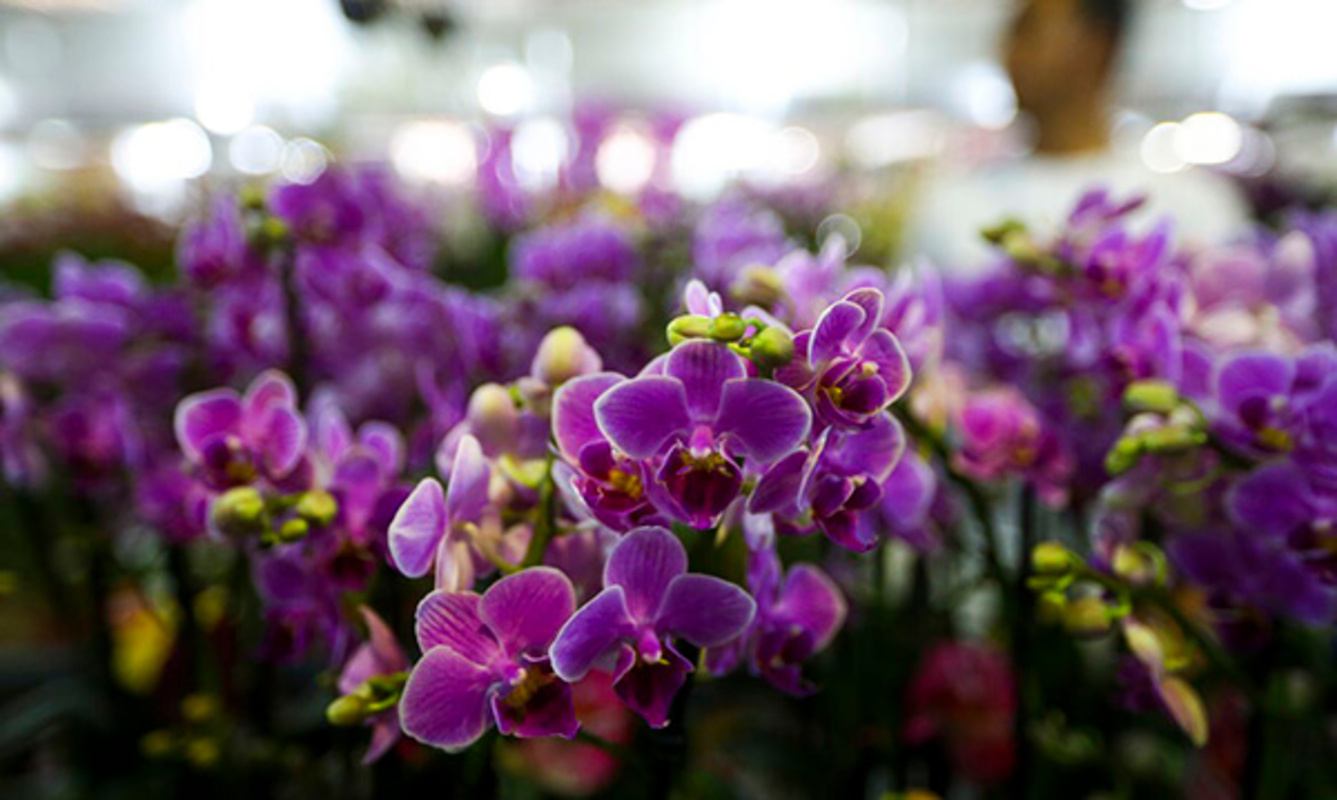 Três dicas de um botânico para cultivar orquídeas e fazê-las durar por anos