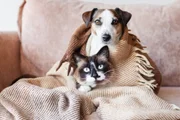 Não é só estética: cortar unha dos pets evita doenças graves e machucados