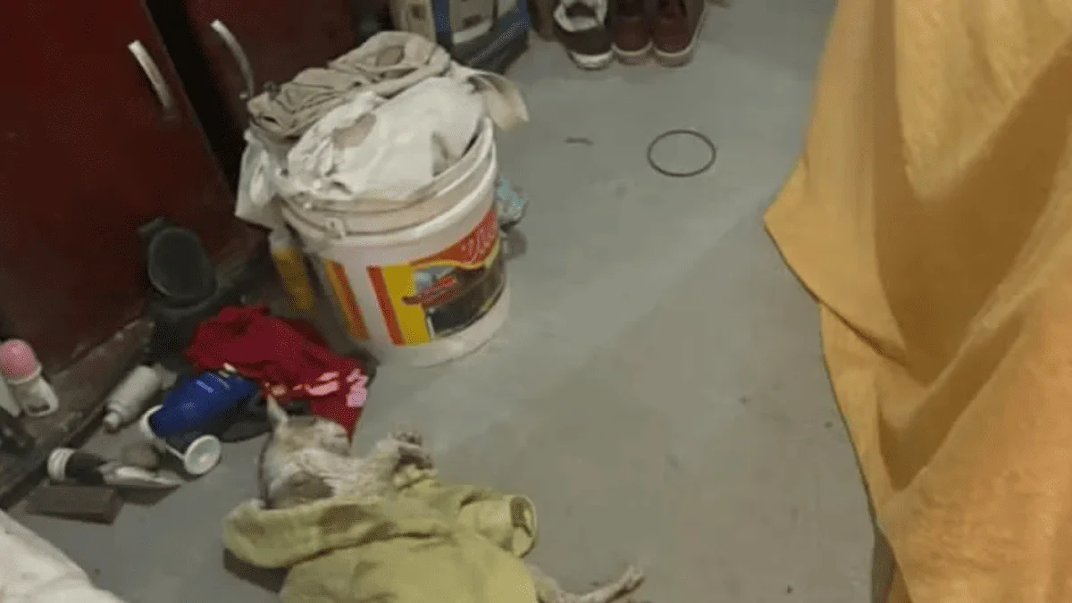 MPSP investiga suspeitos por esquema clandestino de venda de sangue de gato