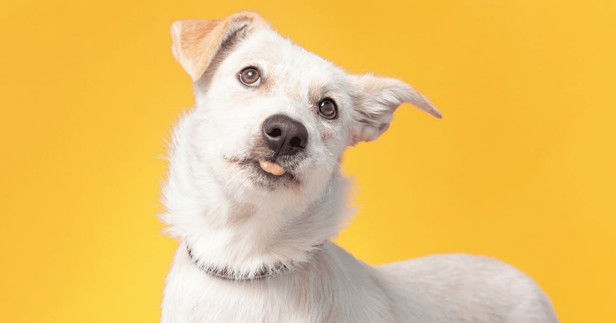 Fã de Rick e Morty? O seu cachorro merece um nome inspirado nos personagens da animação