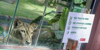 Parque da Bica estava fechado desde o final de novembro Foto: Divulga&ccedil;&atilde;o