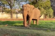 Elefante Sandrão, de 54 anos