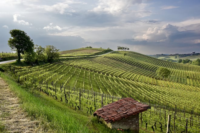 Barbera celebra boa safra, mas acende alerta sobre o futuro do vinho italiano