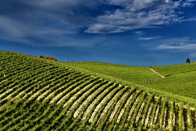Barbera celebra boa safra, mas acende alerta sobre o futuro do vinho italiano