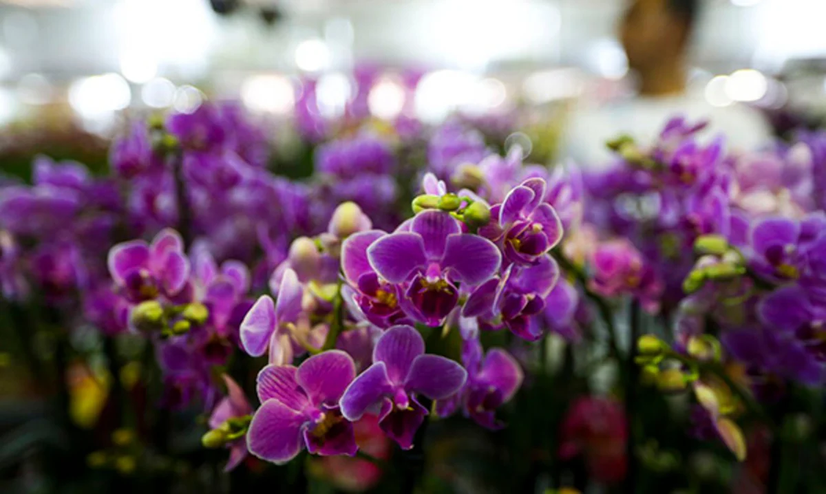 Imagem da matéria: Três dicas de um botânico para cultivar orquídeas e fazê-las durar por anos