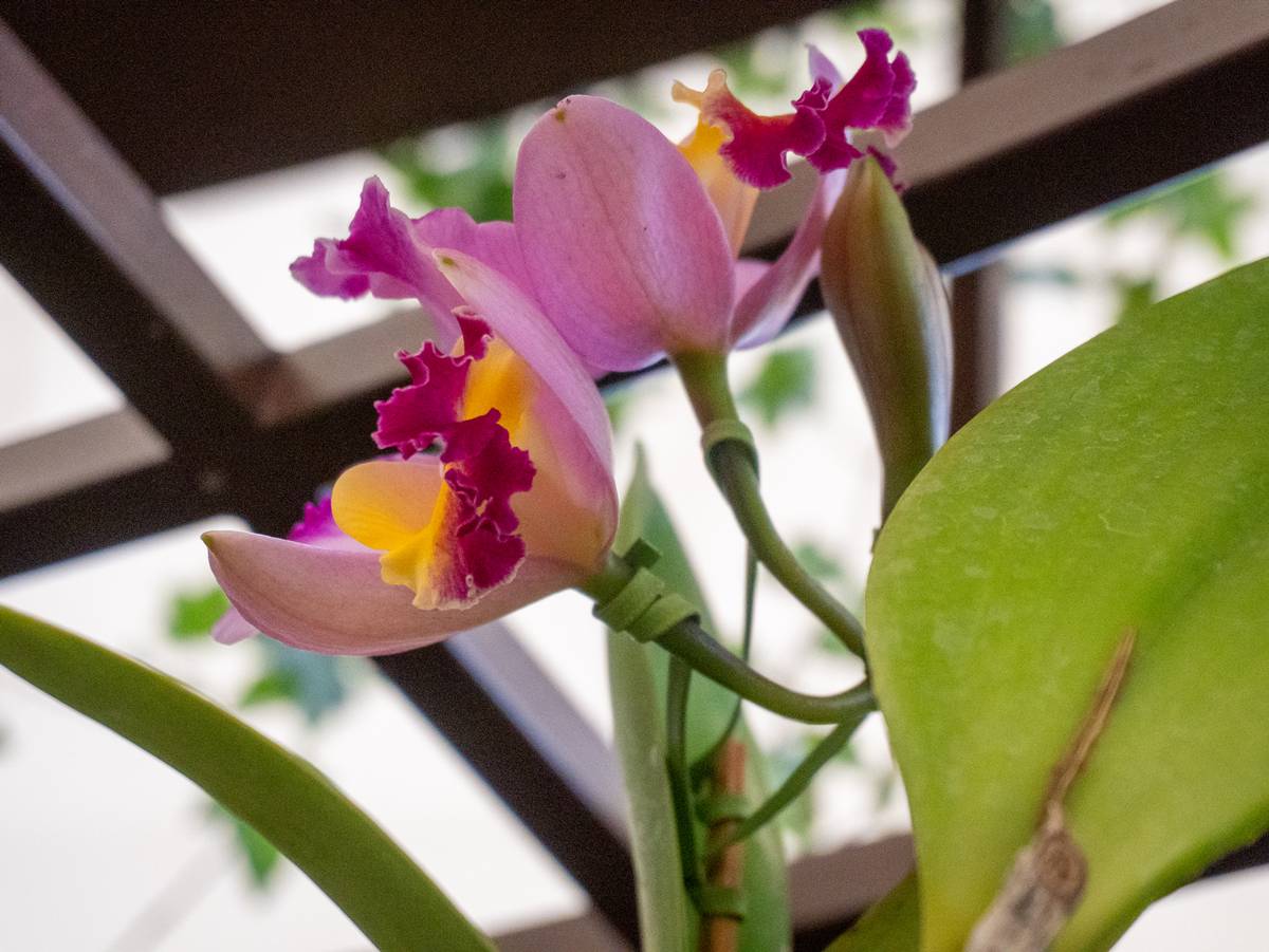 Três dicas de um botânico para cultivar orquídeas e fazê-las durar por anos