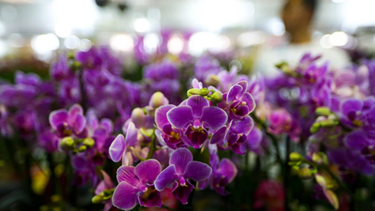 Três dicas de um botânico para cultivar orquídeas e fazê-las durar por anos