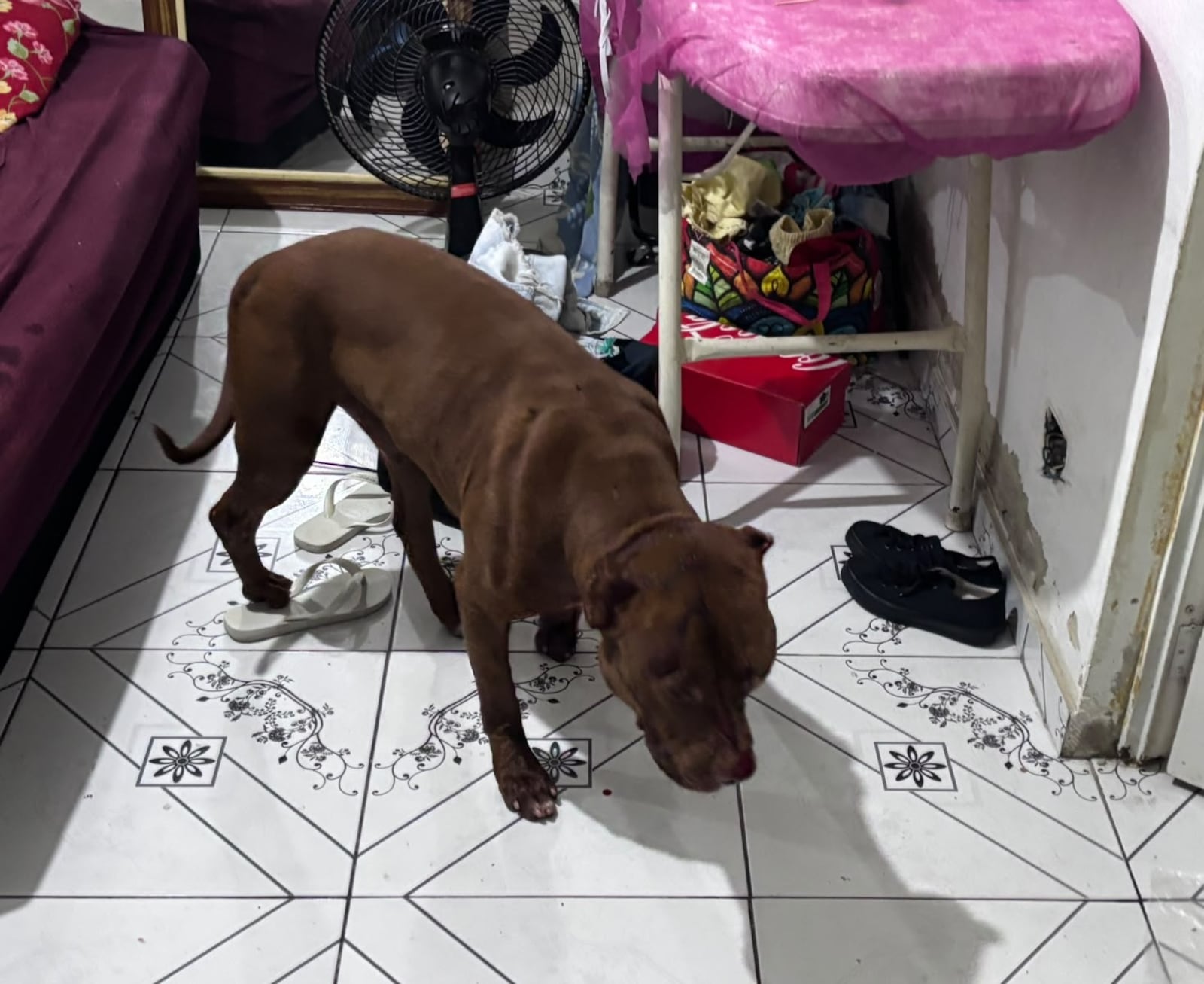 Cachorro da raça pitbull atacou e matou menina de 3 anos Reprodução/RECORD