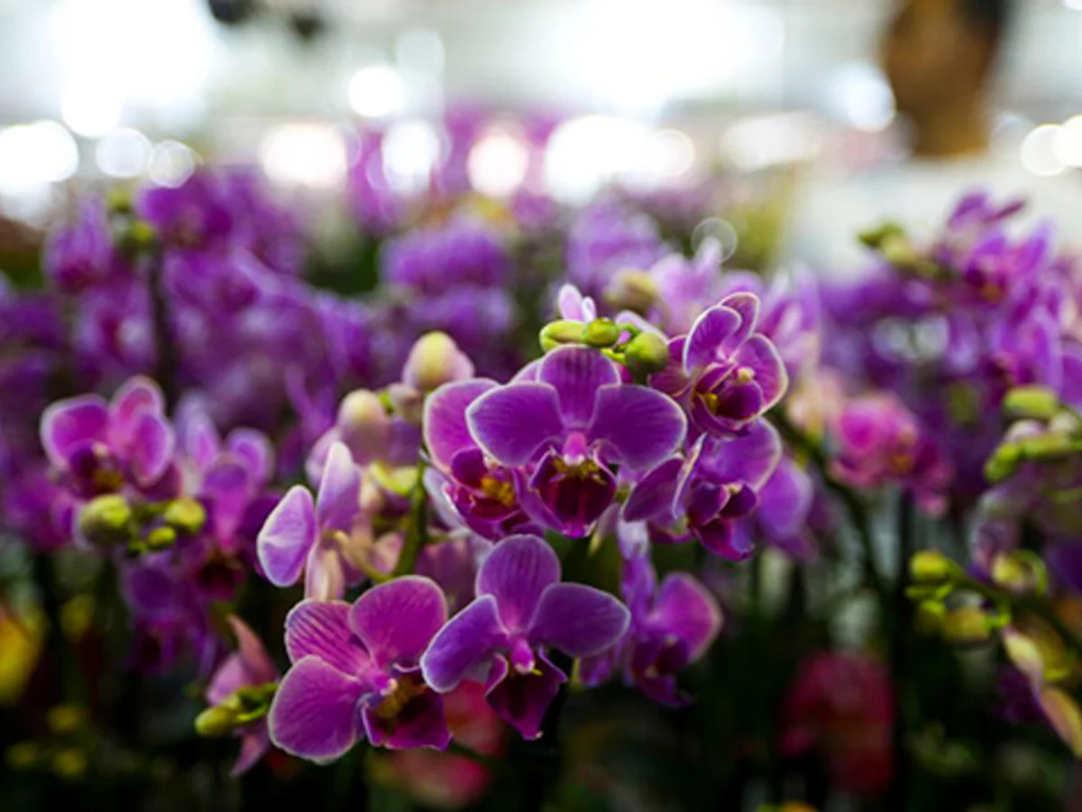 Três dicas de um botânico para cultivar orquídeas e fazê-las durar por anos