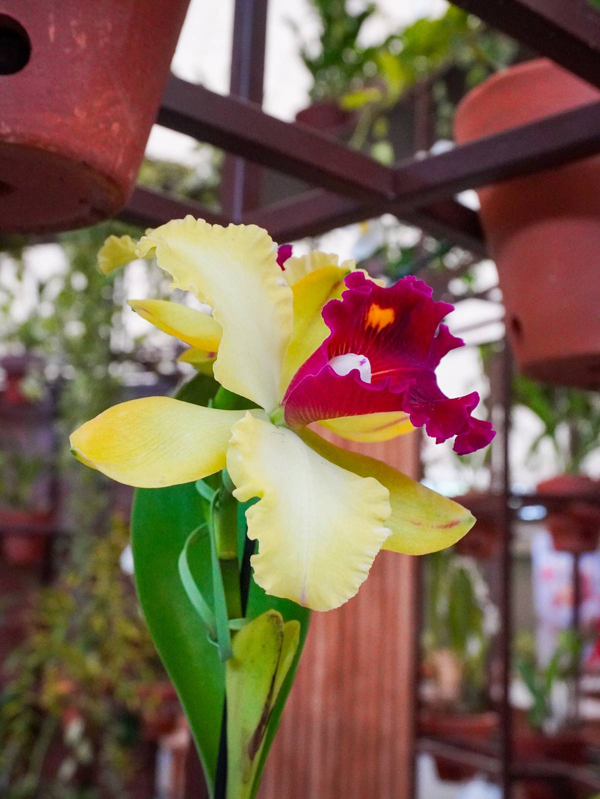 Três dicas de um botânico para cultivar orquídeas e fazê-las durar por anos