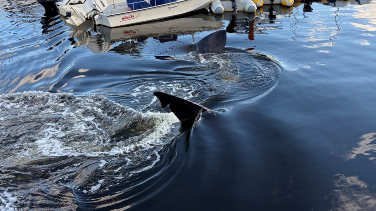 ‘It’s really cool’: Shark sighting draws large crowd in Bedford, N.S.