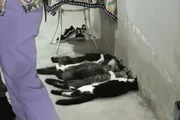 Seis gatos foram encontrados no local desacordados