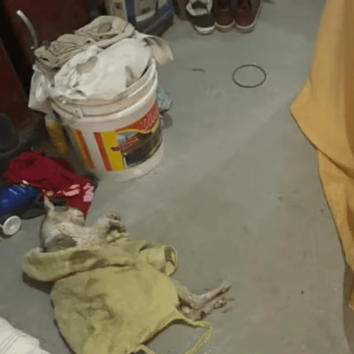 MPSP investiga suspeitos por esquema clandestino de venda de sangue de gato