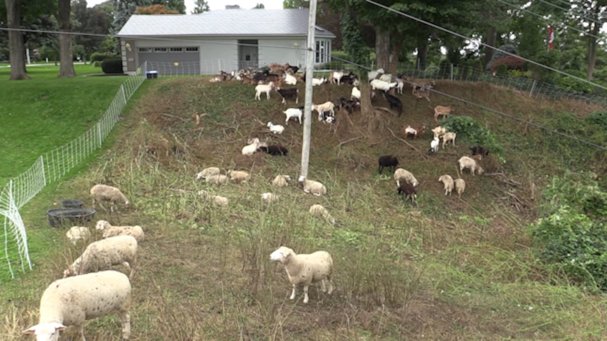 Lake Huron town turns to grazing goats for eco-friendly attack on invasive species