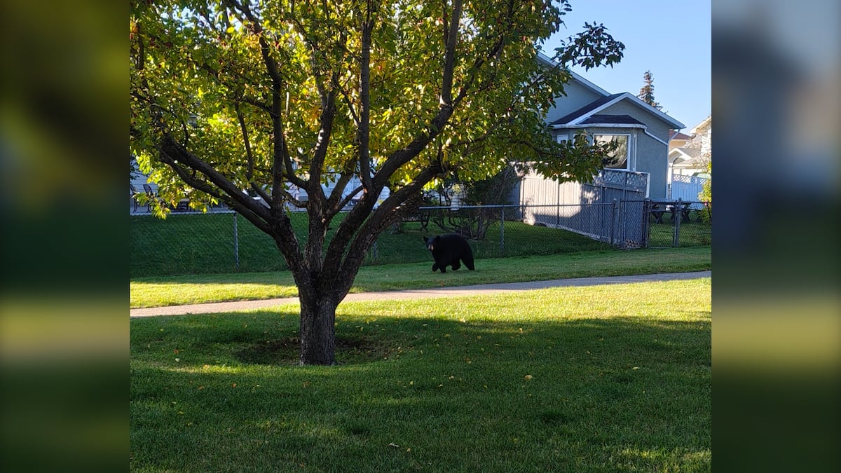 Bear takes a Saturday morning stroll through northwest Calgary neighbourhood
