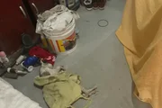 Seis gatos foram encontrados no local desacordados