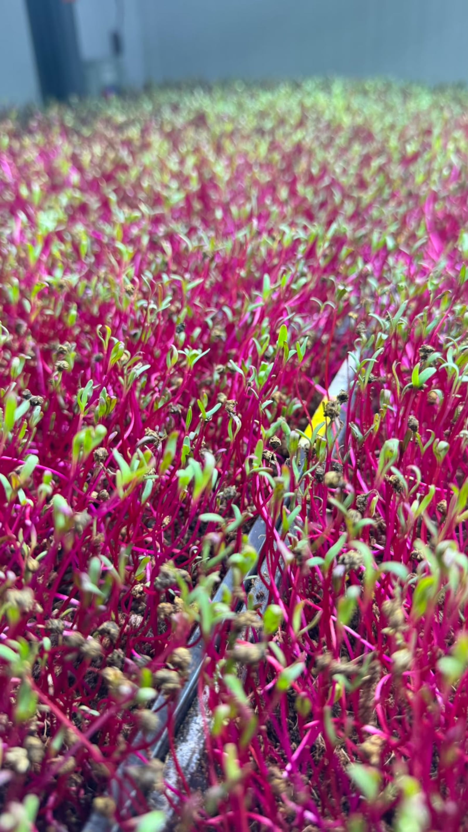Brotos da Pink Farms, fazenda vertical hidropônica em São Paulo