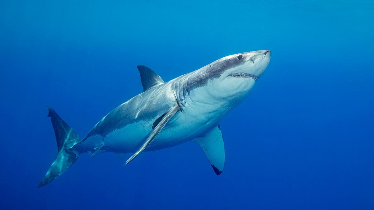 Great white shark swims underwater off Guadalupe Island, Mexico.
