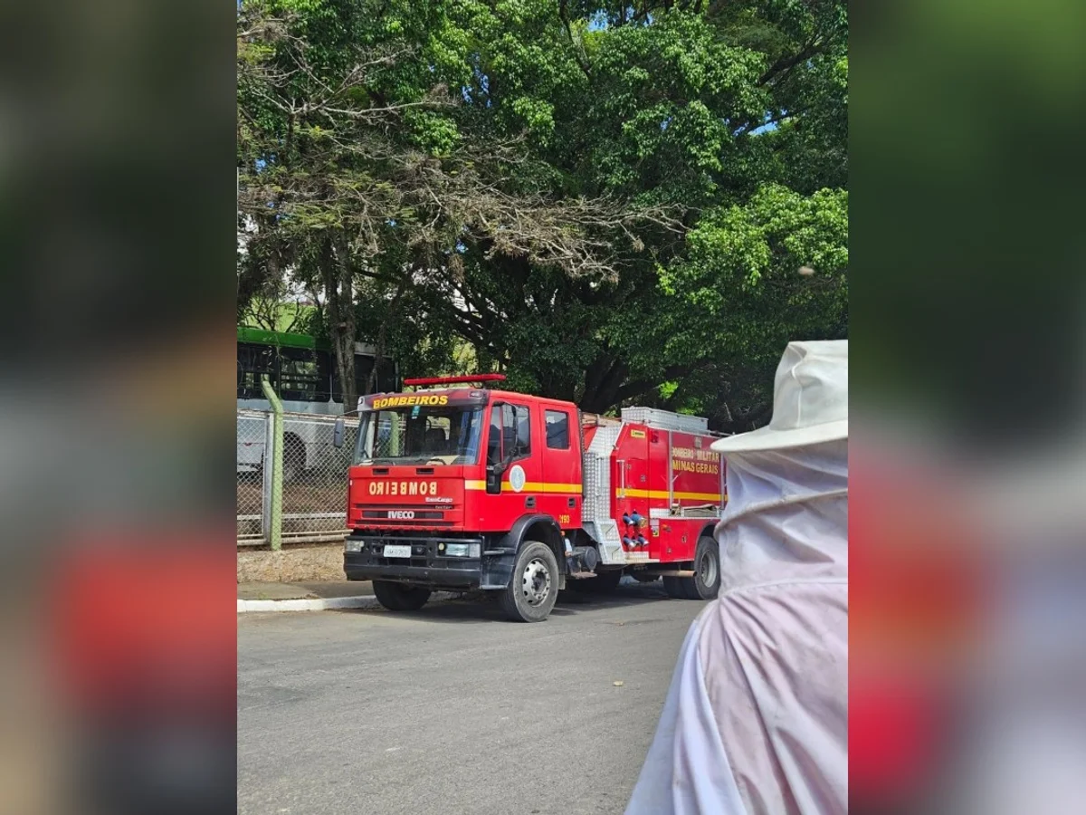Bombeiros resgatam homem de 73 anos que foi atacado por abelhas em Minas