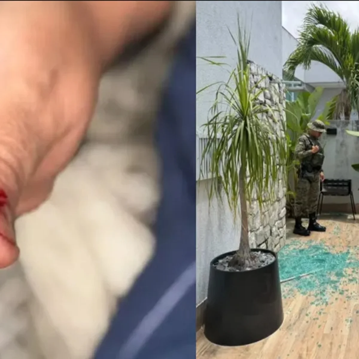 Macaco de ex-deputado foge e causa confusão após beber álcool e remédios