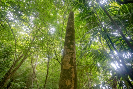 The dense tree canopy that sits above large sections of Rocky Point.