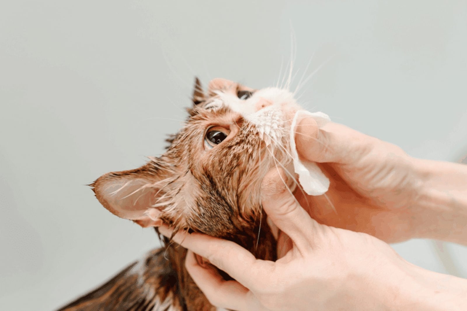 Em casos leves, o tratamento da acne felina pode envolver a higienização adequada do queixo e/ou dos lábios do felino com produtos específicos Imagem: Anton Pentegov | ShutterStock
