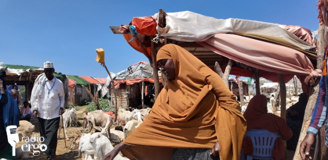 Brisk livestock sales help Middle Shabelle pastoralists to repay drought debtsr