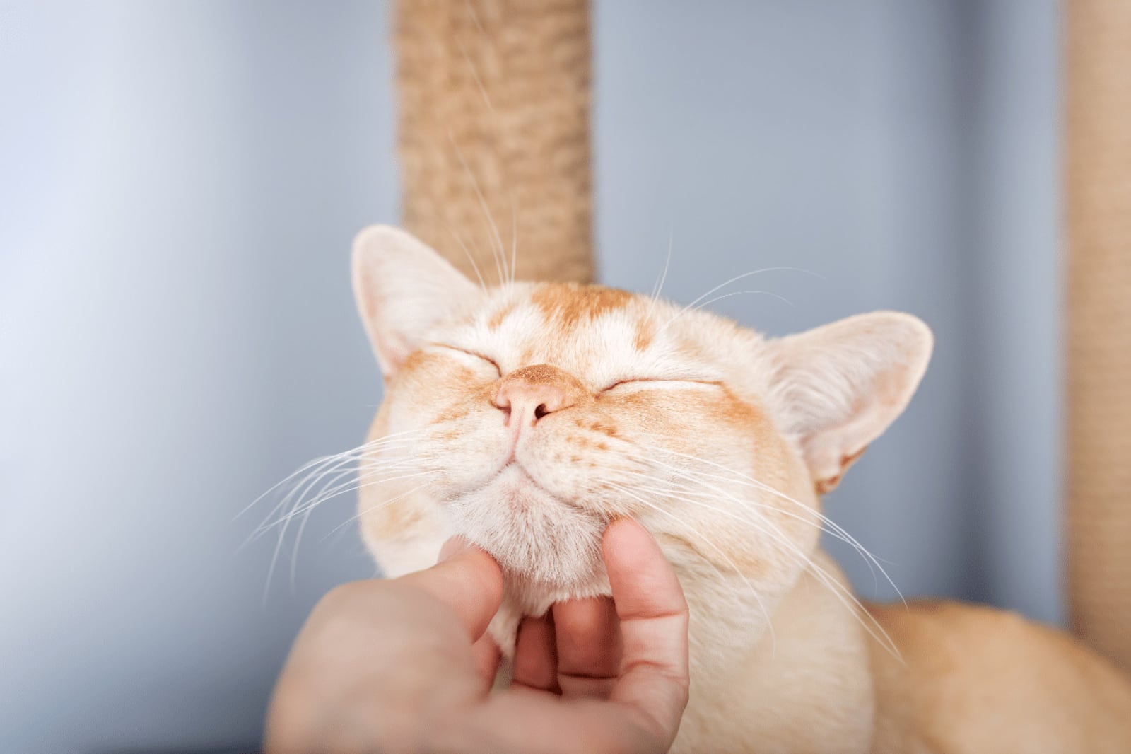 O que causa a acne felina? Saiba como tratar os pontinhos pretos no queixo e nos lábios do gato Portal EdiCase