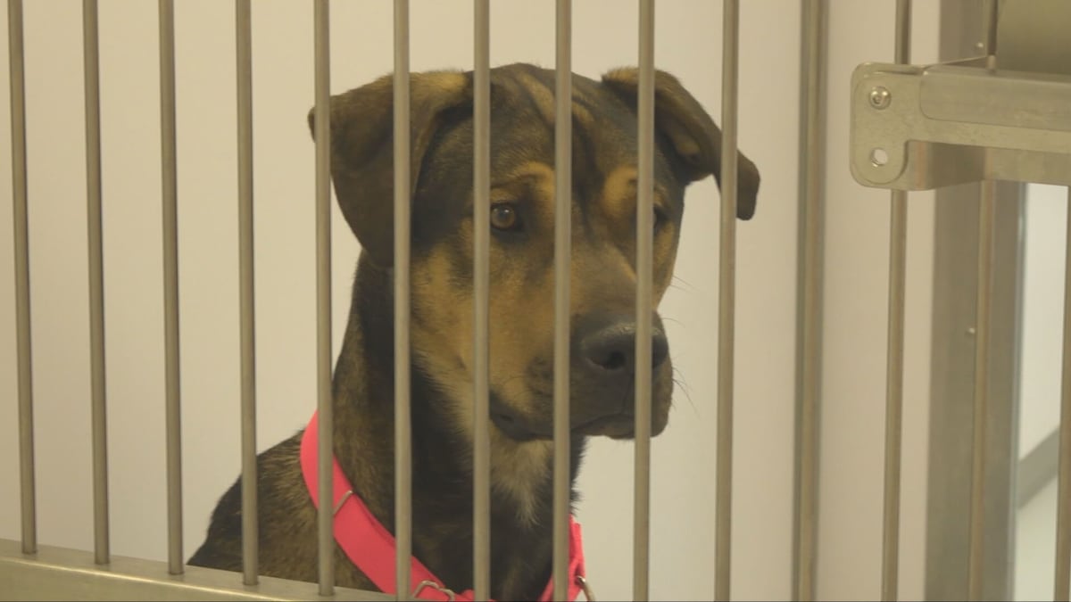 N.S. animal rescue saves 68 critters from ‘high-kill’ shelters south of the border