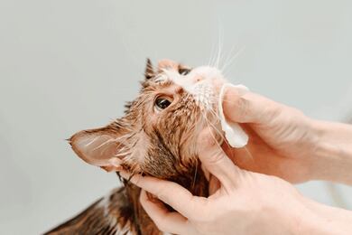 O que causa a acne felina? Saiba como tratar os pontinhos pretos no queixo e nos lábios do gato