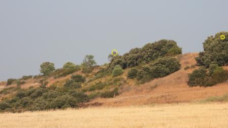 Desafio visual: Você consegue ver os três abutres em menos de 30 segundos?