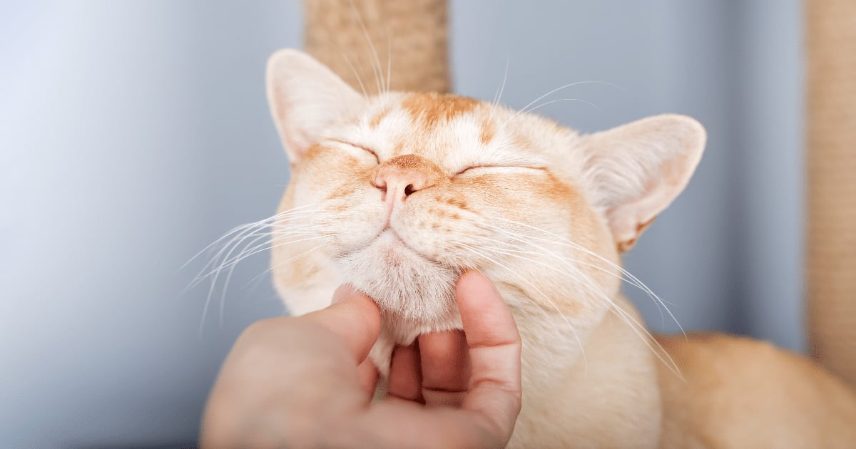O que causa a acne felina? Saiba como tratar os pontinhos pretos no queixo e nos lábios do gato