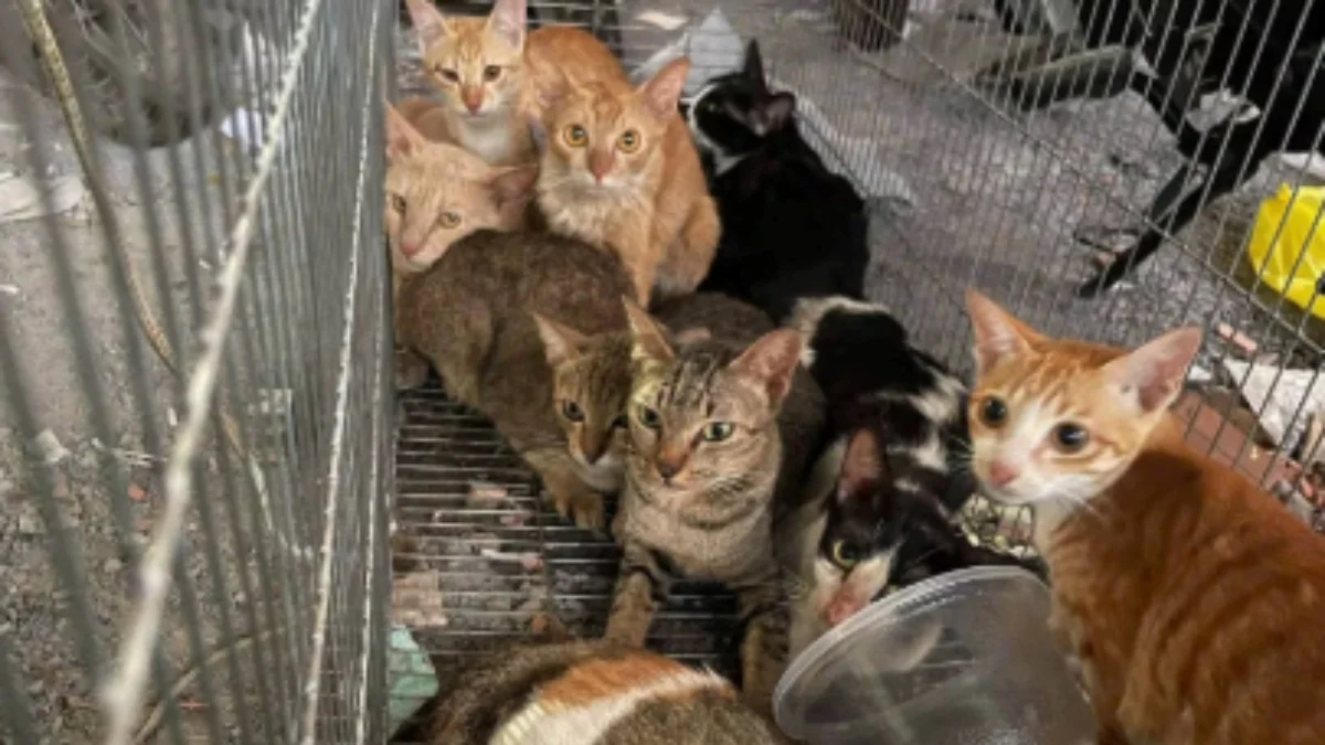 Quadrilha é presa após roubar 2,7 mil gatos para vender a carne no Vietnã