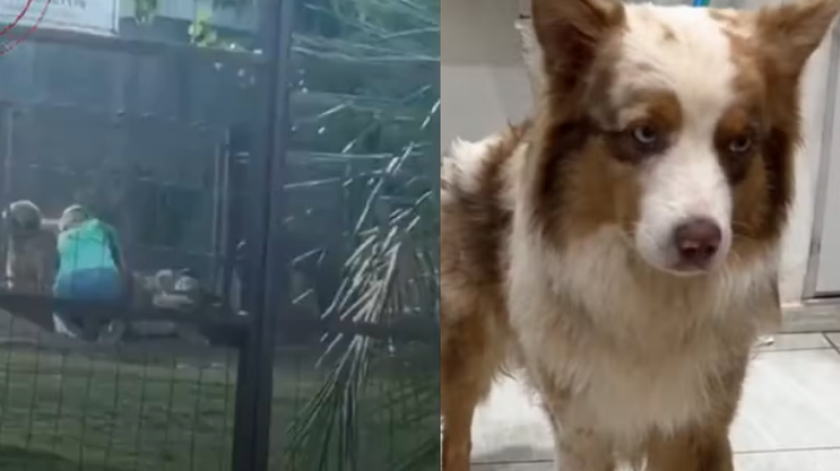 Dona de hotel para pets é filmada agredindo cão e caso vai ao Ministério Público