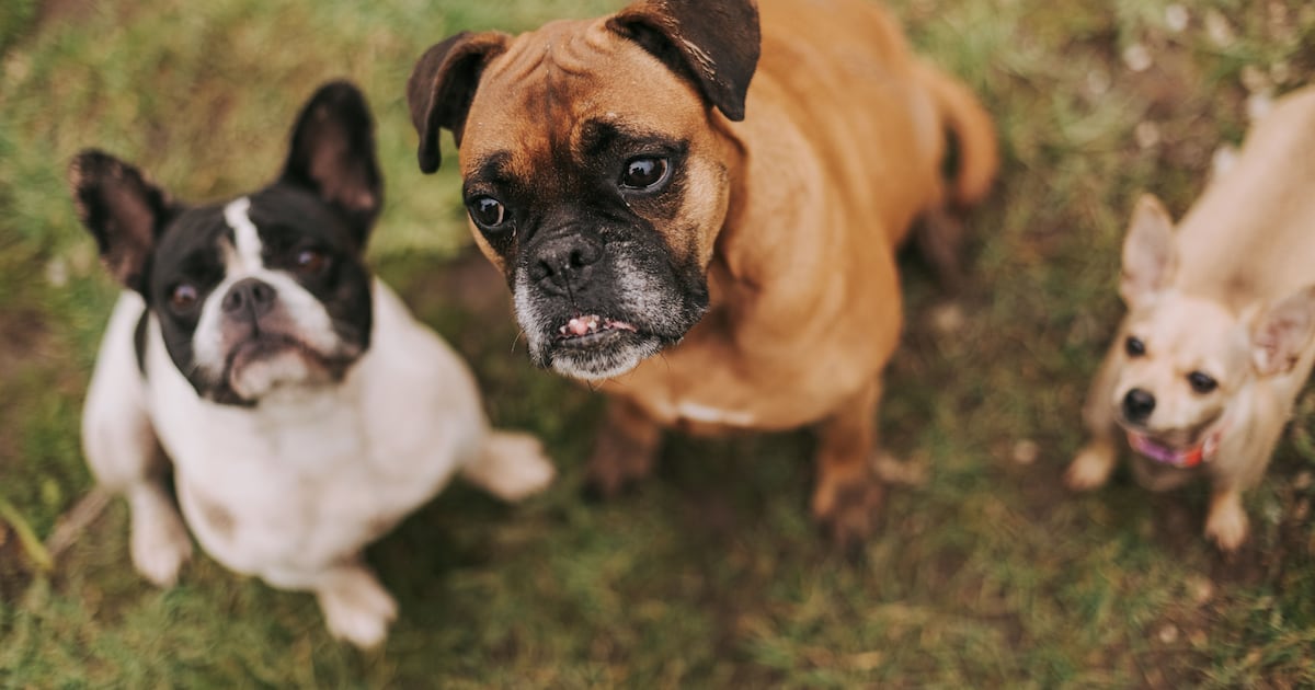 Cães grandes envelhecem mais rapidamente do que cães pequenos em nível molecular
