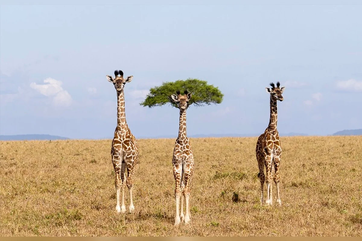 Comédia animal: veja 8 das fotos mais engraçadas da vida selvagem de 2026